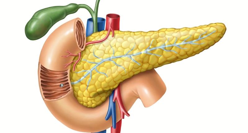 pancreas.jpg